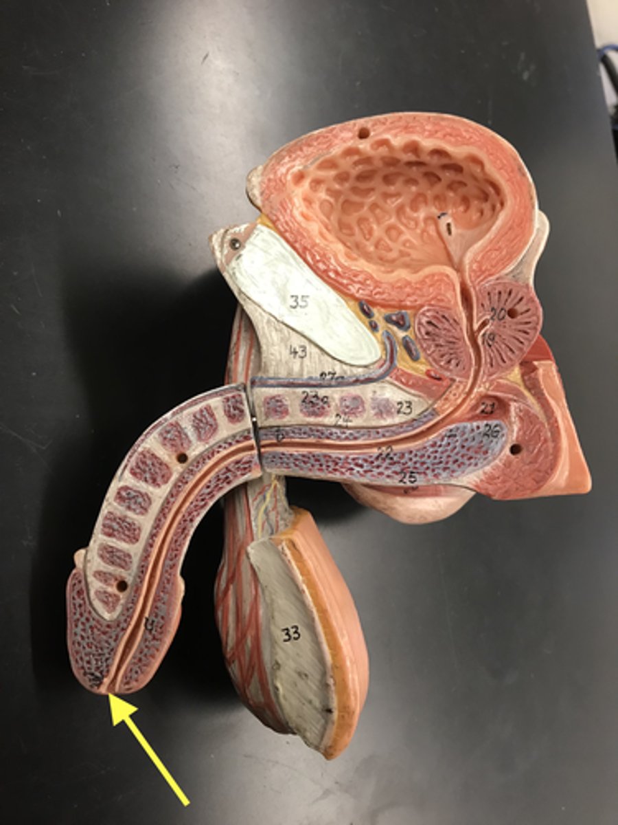 <p>Name this OPENING</p>