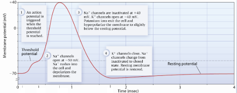 <p>Action potential</p>