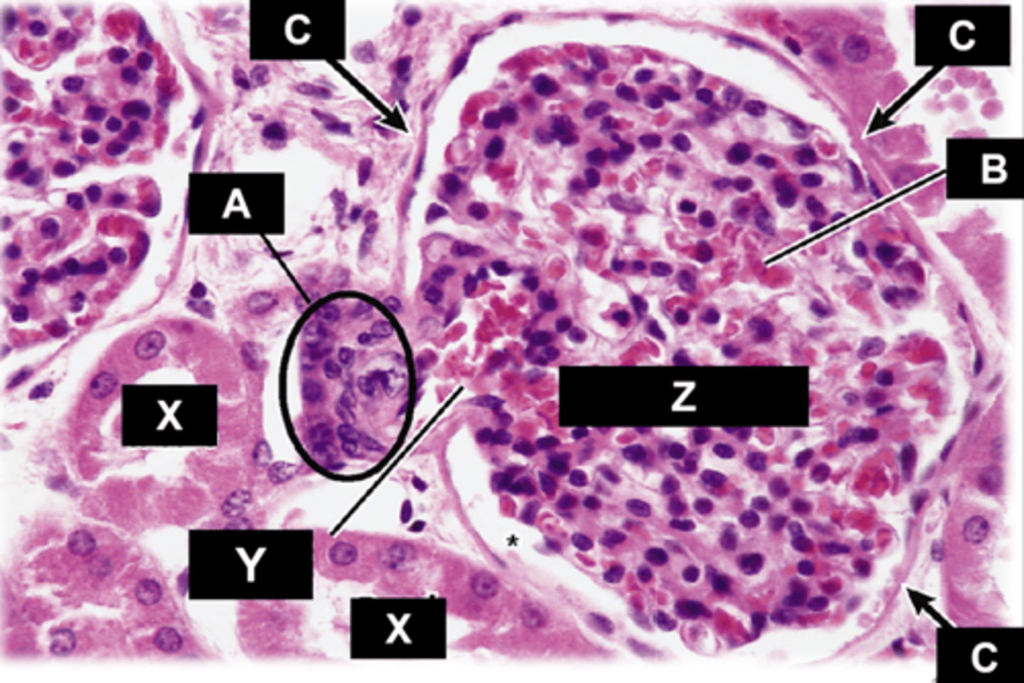 <p>Label this kidney region</p>