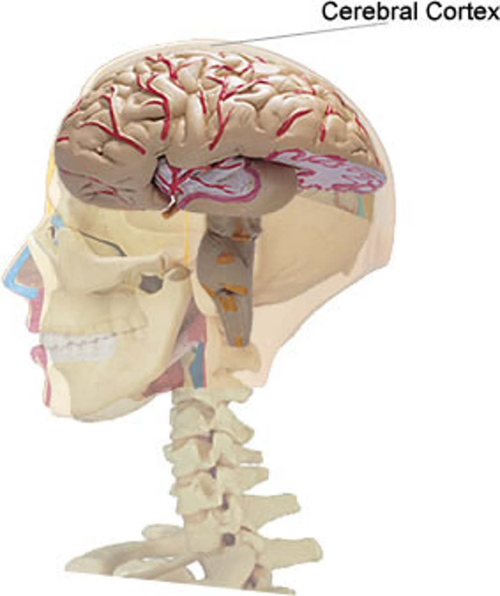 <p>layer of tissue that covers cerebral hemisphere</p><p>gray matter</p><p>deepy convoluted (furrowed)</p>