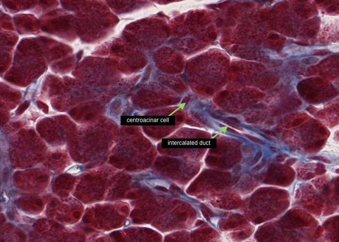 Pancreas - Centroacinar cell (trichome)