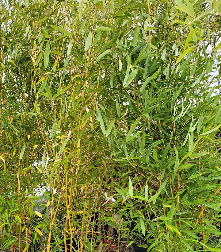<p>Phyllostachys</p>
