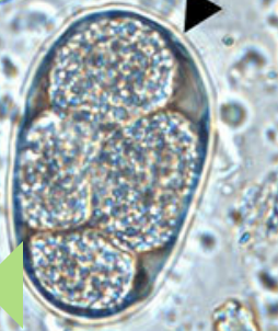 <p>ancylostoma (hookworms)</p>