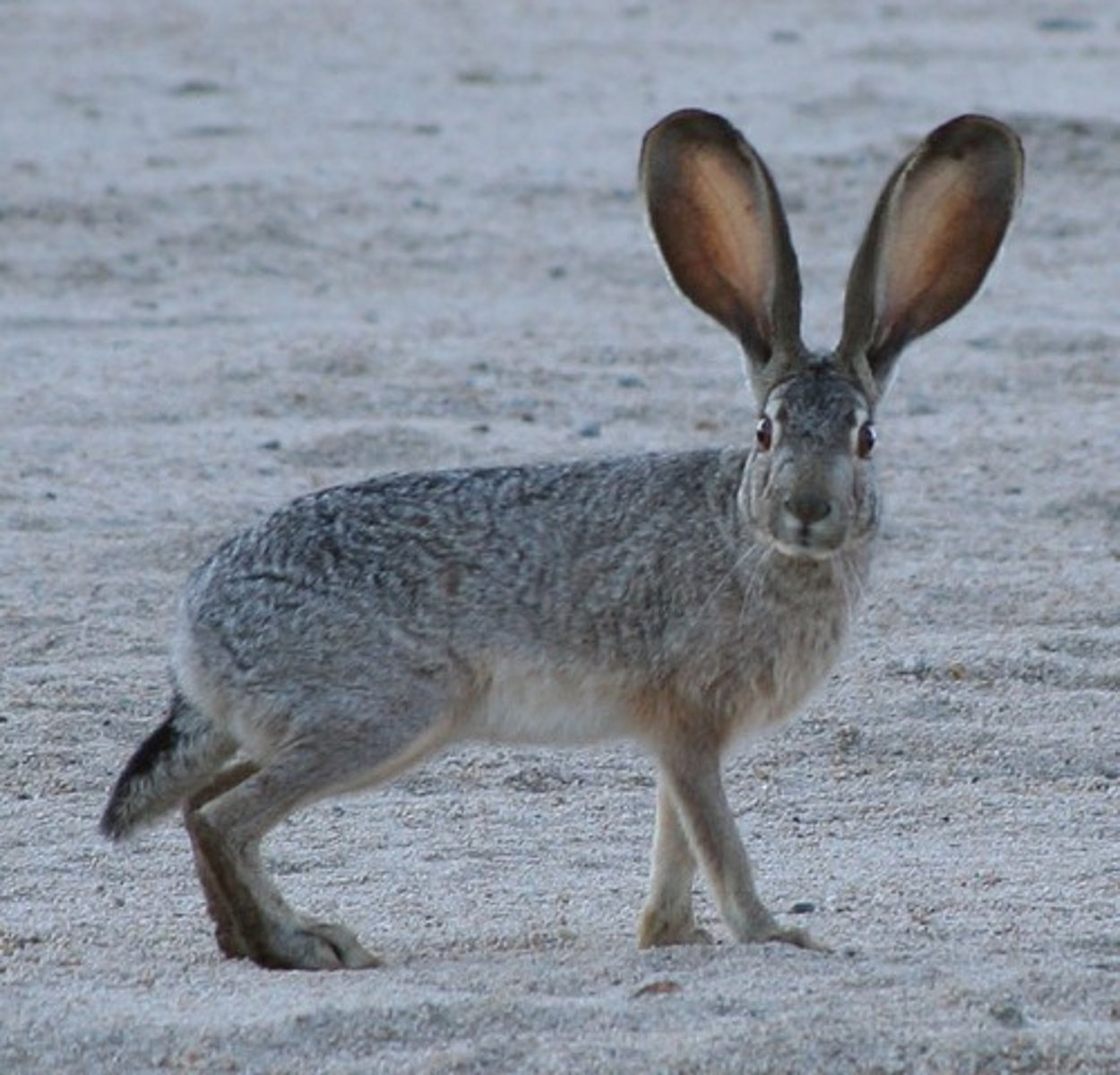 <p>Lepus californicus</p>