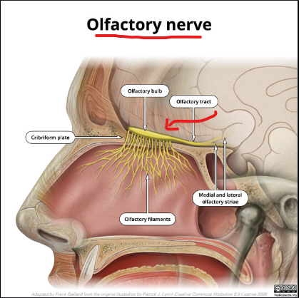 <p>The olfactory nerve endings and the conchae are found in the:</p>