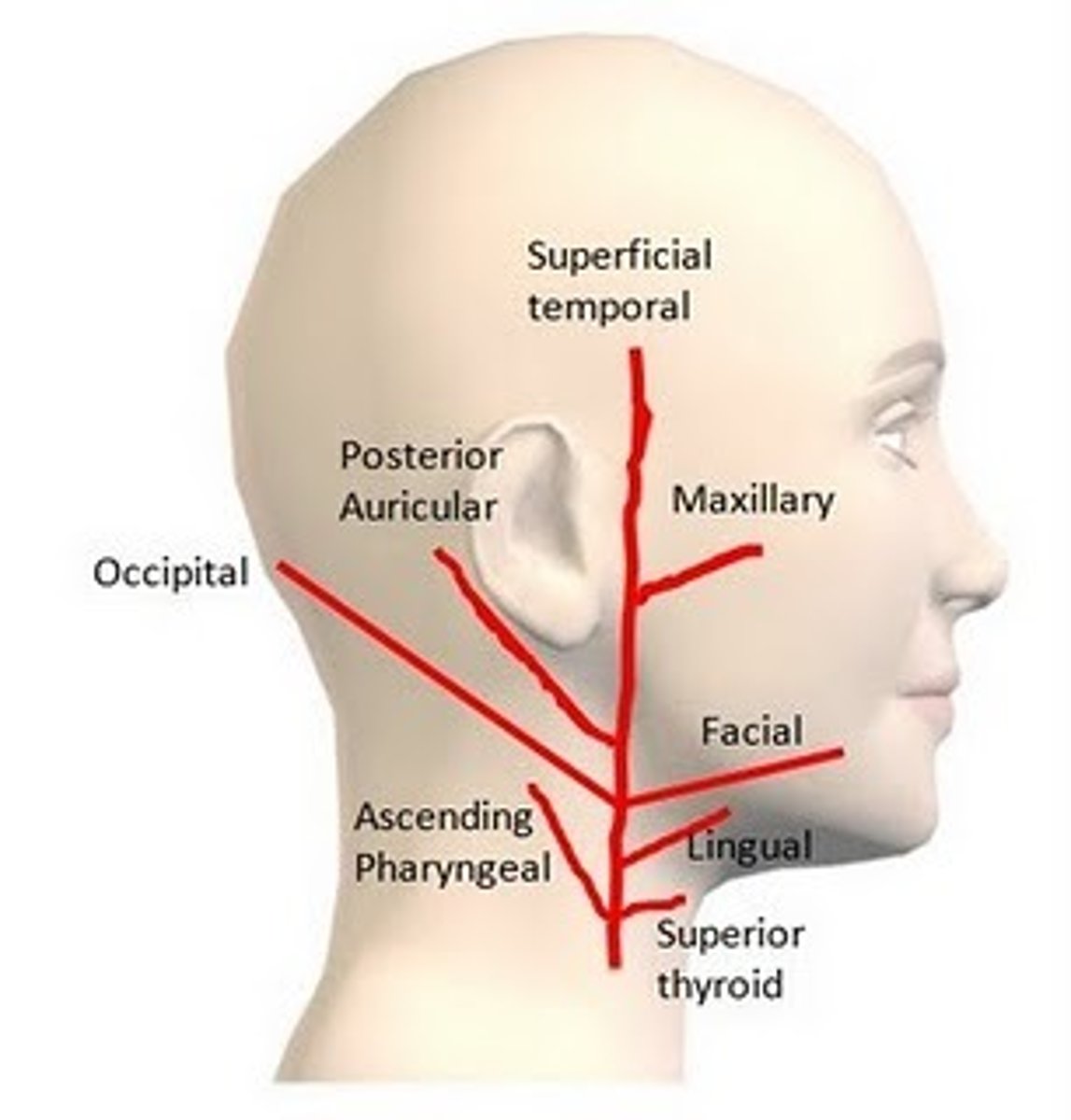 <p>Mostly goes into the face and neck</p><p>Main branches include: superior thyroid artery, maxillary artery and facial artery</p>