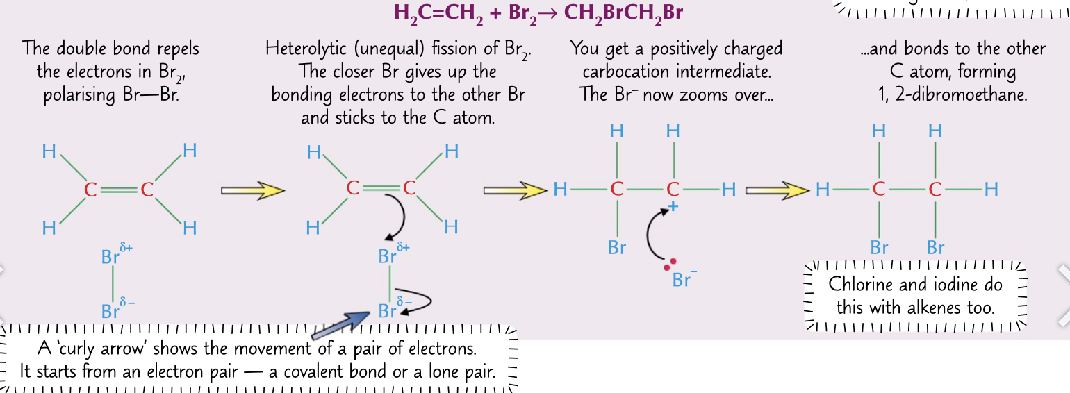 <ol><li><p>double bond repels electrons in Br2 polarising it  ∂+Br-Br∂-</p></li><li><p>electrons are transferred to one Br from the bond, electrons from the double bond are transferred to the other Br and it bonds</p><ol><li><p>a positively charged carbocation intermediate is formed which Br- bonds to</p></li></ol></li></ol>