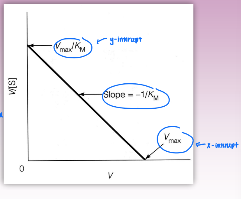 <ul><li><p>linearizes MM eq</p></li><li><p>single reciprocal</p></li><li><p>2 forms = either can be used</p></li><li><p>form 1: </p><ul><li><p>plot vo / [S] vs vo</p></li><li><p>slope = -1/Km</p></li><li><p>x-intercept = Vmax</p></li><li><p>y-intercept = Vmax/Km</p></li></ul></li><li><p>very well-dispersed = less error and extrapolation (compared to single recip)</p></li></ul><p></p>