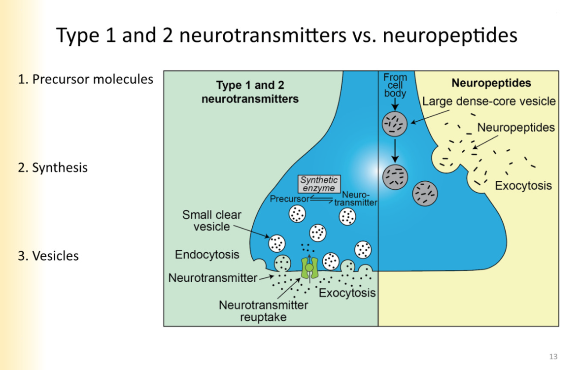 <p><strong>Type 1 and 2: classical neurotransmitters- monoamines, amino acids. etc</strong></p><ul><li><p>precursor molecules before neurotransmitter (memorize those)</p></li><li><p>synthesis happening in the axon terminal of the neuron- Where NT is close to the small clear vesicles they are transported in </p></li><li><p>vesicles: small, clear  </p></li></ul><p><strong>Neuropeptides </strong></p><ul><li><p>precursor molecules are synthesized at the cell body </p></li><li><p>transported down axon to axon terminal</p></li><li><p>processing of the protein into neuropeptide takes place in vesicle as its being transported down the axon</p></li><li><p>large, dense core vesicles </p></li></ul>