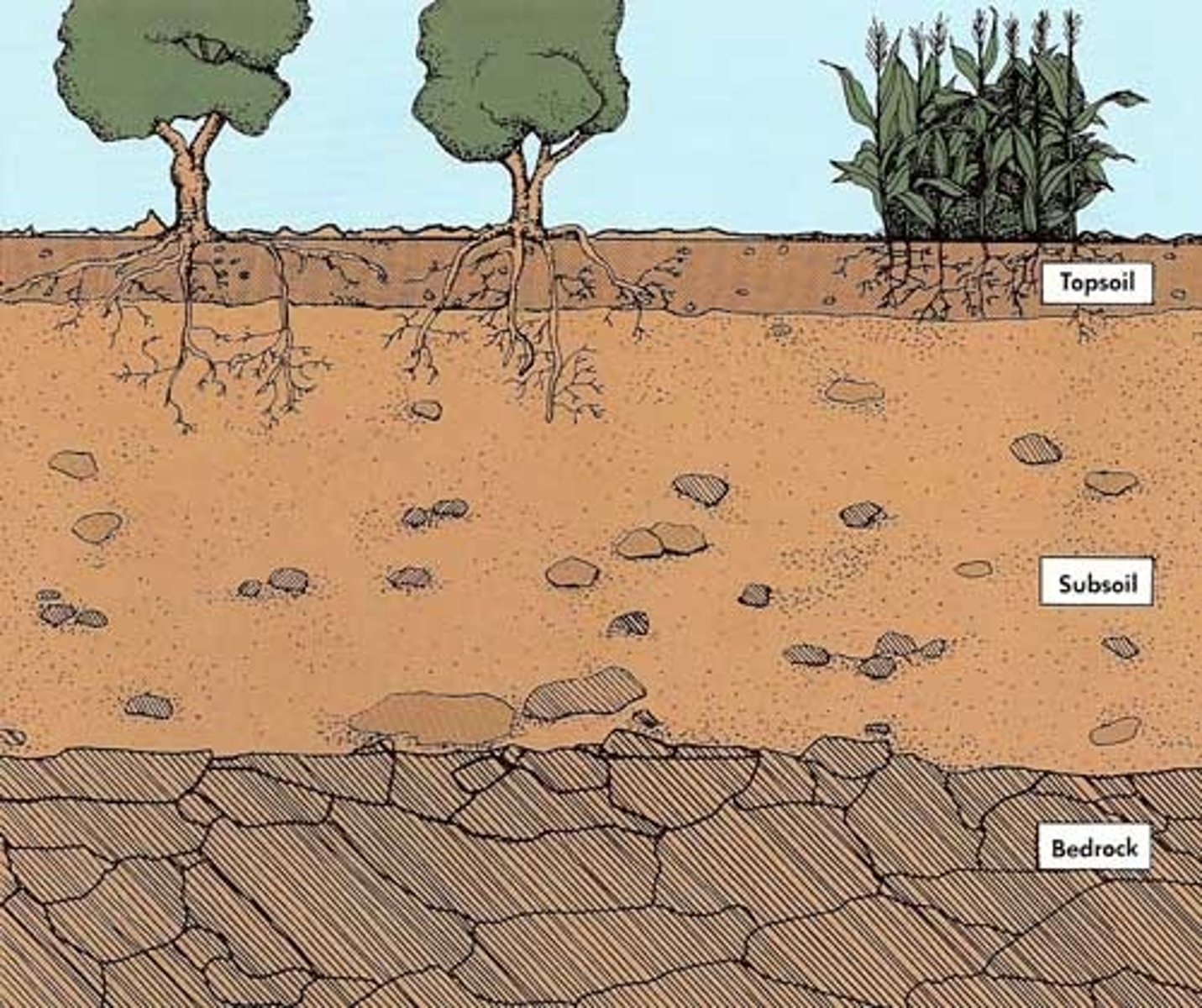 <p>The R horizon is the deepest soil layer and is made of consolidated rock, meaning the rock is still hard, unbroken, and not yet weathered into loose material. Because it is solid bedrock, it cannot be dug with a shovel, and it has not undergone soil-forming processes like mixing, leaching, or biological activity. Sometimes this hard rock is the parent material that the upper soil layers will eventually weather from, but it doesn’t have to be—soil above it may have been transported from somewhere else. Essentially, the R horizon marks the transition from true soil to the underlying intact geological bedrock.</p>