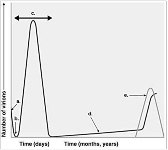 <p>Assume a patient has influenza. During which time on the graph in Figure 13.2 would the patient show the symptoms of the illness?</p>
