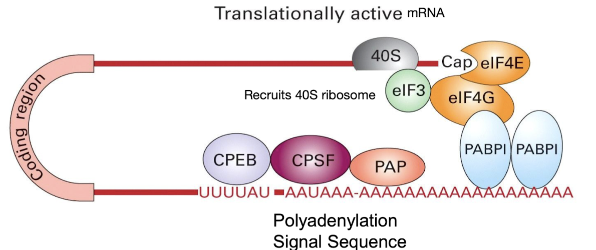 <ul><li><p>Requires a 5’ CAP, polyA tail and a 40S Ribosome</p></li><li><p><strong><em>After PolyA extension by PAP,</em></strong> multiple copies of <strong>Poly A Binding Proteins </strong>(PABPs) bound to the PolyA tail <u>also interact</u> with <strong>eIF4G</strong></p></li><li><p><strong>eIF4G functions with other eIFs to bind to the 5’ CAP &amp; the 40S ribosome subunit </strong>to aid in initiation of translation</p></li></ul><p></p>