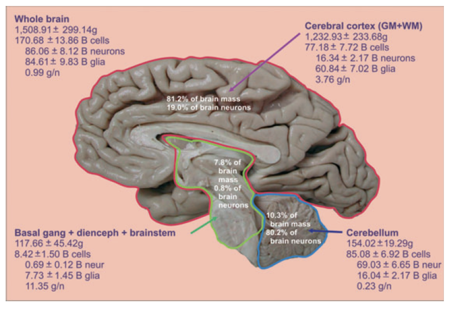 16 billion neurons/60 billion glia