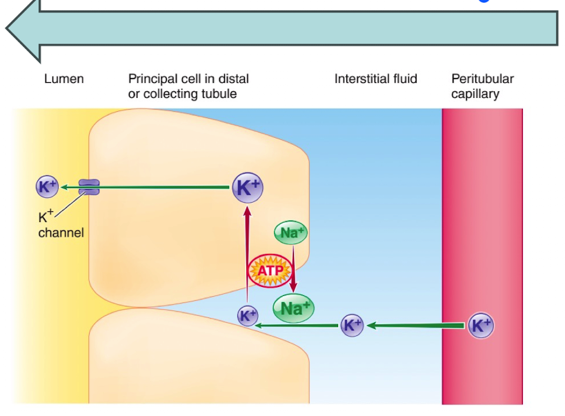 <p>it simultaneously transports Na+ into the lateral space and K+ into the tubular cell</p>