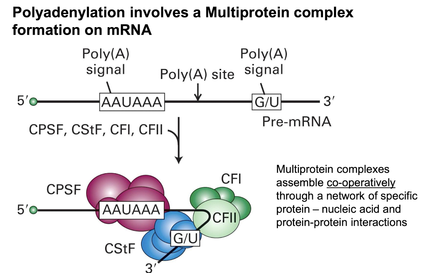 <p><strong><mark data-color="yellow" style="background-color: yellow; color: inherit;">Multi-protein complex on mRNA which assembles operatively through network of specific protein-nucleic acid + protein-protein interactions:</mark></strong></p><ul><li><p><strong>CPSF = cleavage and polyadenylation specificity factor</strong></p></li><li><p><strong>CstF = cleavage stimulation factor F</strong></p></li><li><p><strong>CFI = Cleavage Factor I</strong></p></li><li><p><strong>CFII = Cleavage Factor II</strong></p></li></ul><p></p>