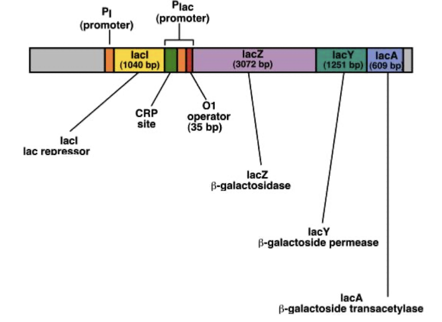 <p><mark data-color="green" style="background-color: green; color: inherit;">The lac operon is composed of three structural genes: lacZ, lacY, and lacA, along with a promoter and operator region</mark>. It regulates the metabolism of lactose in bacteria. </p><ol><li><p><strong><em>lacZ</em> encodes for β-galactosidase </strong></p></li><li><p><strong><em>lacY </em>encodes for permease</strong> </p></li><li><p><strong>lacA encodes for transacetylase</strong></p></li></ol><img src="https://knowt-user-attachments.s3.amazonaws.com/bd7ced6d-86c5-4664-9af3-9b8722a1e1a2.png" data-width="100%" data-align="center"><p></p>
