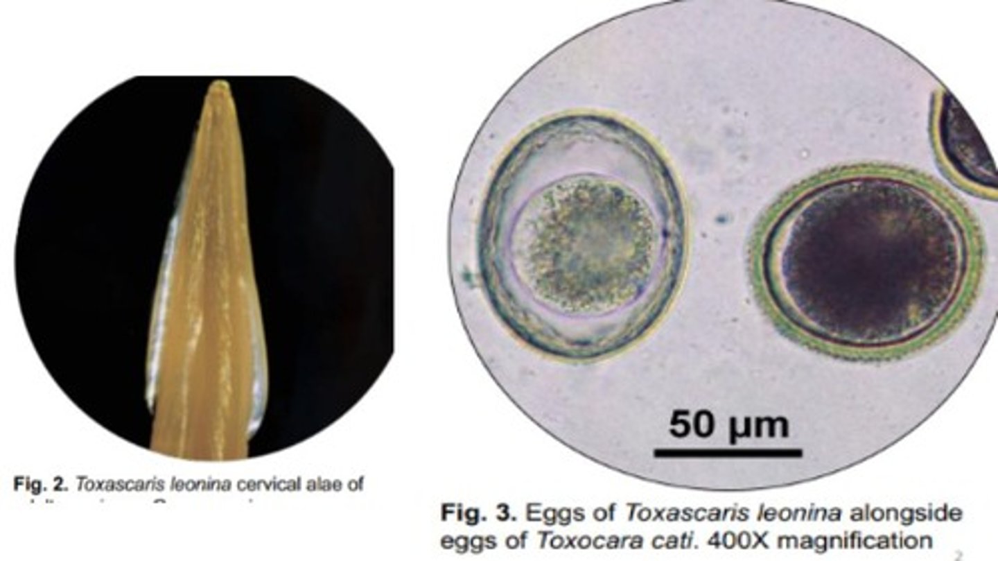 <p>Roundworm that infects the SI of domestic/wild felids & canids</p><p>-Cervical alae is similar to that of Toxocara canis</p><p>-Eggs are ovoid with a smooth outer shell & more spacious interior compared to eggs of Toxocara cati & canis</p>