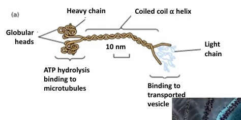 <ul><li><p>(+) directed transport on microtubules, so towards cell periphery away from MTOC</p></li><li><p>Tetrameric complex made of 2 heavy chains and 2 light chains&nbsp;</p></li><li><p>The globular heads (motor domains) cyclically bind to microtubules&nbsp;</p><ul><li><p>Generates movement through ATP hydrolysis&nbsp;</p></li></ul></li><li><p>The tails determine specificity of cargo binding </p><ul><li><p>The tails are highly variable</p></li></ul></li></ul><p></p>