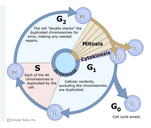 <ul><li><p>Mitotic chromosomes</p></li><li><p>Transcriptionally inactive </p></li><li><p>Stained mitotic chromosomes have a reproducible banding pattern</p></li></ul><p></p>