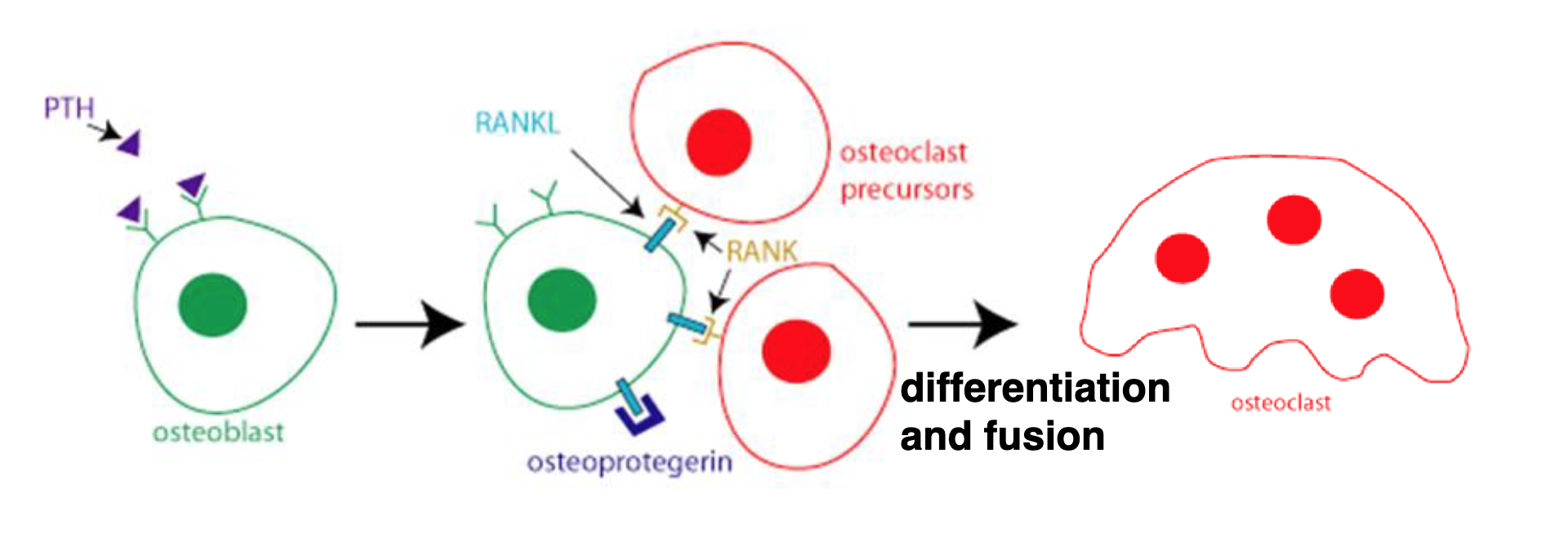 <p>Explain the PTH effects on the bone.</p>