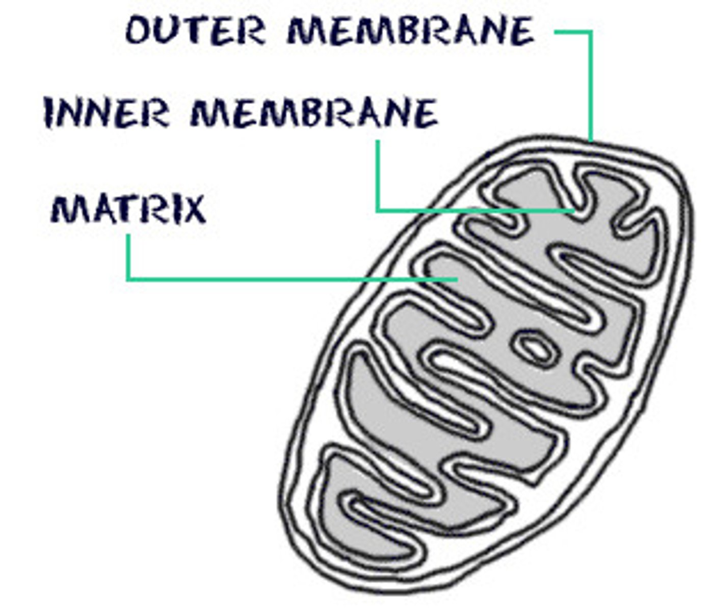 <p>Organelle which carries out cellular respiration to provide energy for cell</p>