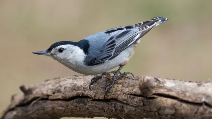 <p><em>White-breasted</em> Nuthatch </p>