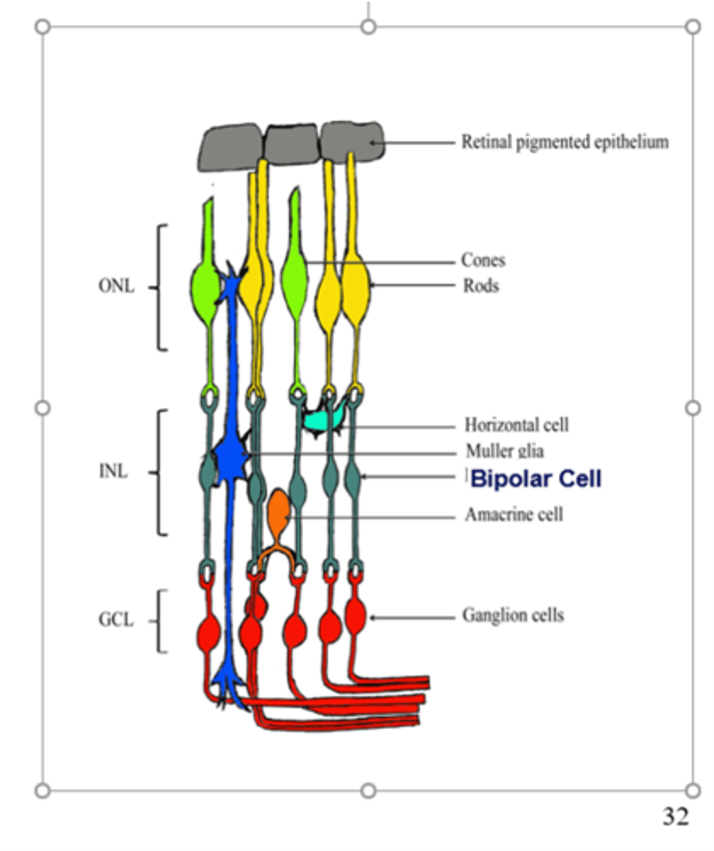 <p>1. Light causes photoreceptor to hyperpolarize and release less glutamate</p><p>2. This excites on-cell bipolar cells, depolarizing and releasing glutamate</p><p>3. Glutamate excites RCGs, so these are bipolar "on-cells"</p><p>For off cells, light at center stopping glutamate to bipolar causes bipolar to hyperpolarize and inhibit glutamate to RGC, so these bipolar cells are "off-cells"</p>