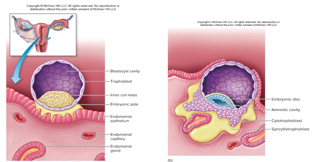 <p>•early development, implantation and placentation</p><p>Initial contact stimulates rapid trophoblast proliferation, this is what stimulates the hormone <strong><em>____</em></strong> in the mother. This hormone maintains the endometrium until the placenta takes over. <strong>Corpus luteum does not regress (estrogen)</strong></p><p>•Endometrial cells provide fuel first few weeks until placenta takes over this function and steroid hormone secretion</p><p>•Implantation occurs around 21 of a typical cycle</p>