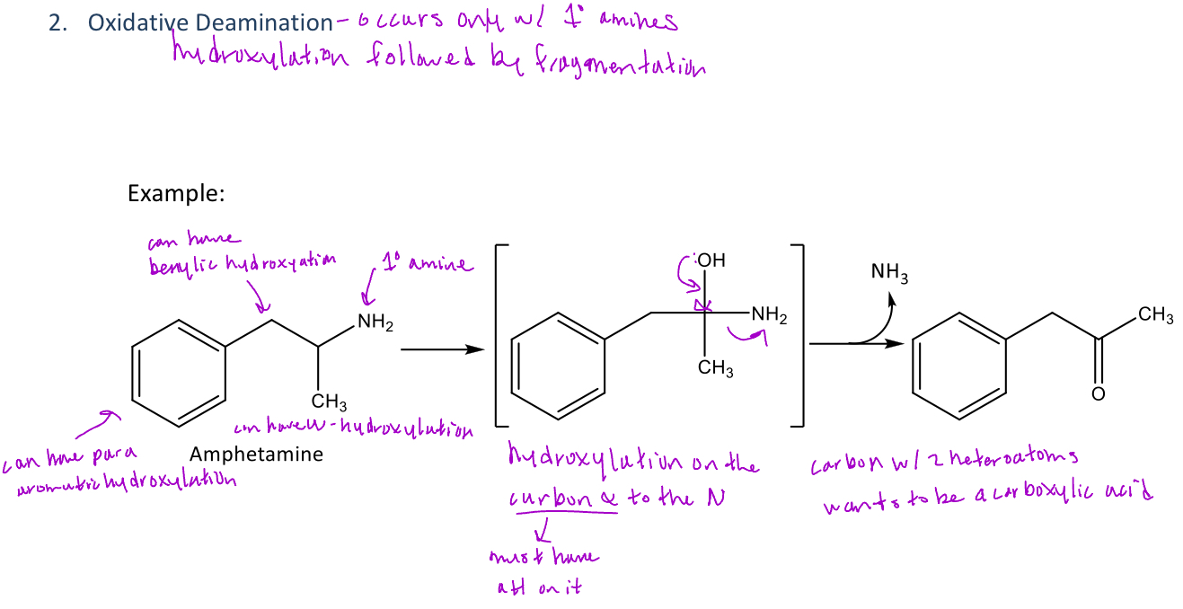 <p>A type of reaction in phase 1 metabolism that <em>only occurs with 1° amines</em> which will go through hydroxylation followed by fragmentation </p><p>-<em>Hydroxylation</em> will occur on the carbon that's α to the nitrogen but <em>it must have hydrogen on it</em> </p><p>-<em>Fragmentation</em> is the process of removing the NH3 (ammonia) which results in the formation of a ketone </p><p>Ex. amphetamine will undergo oxidative deamination and also para-hydroxylation, and benzylic hydroxylation</p>