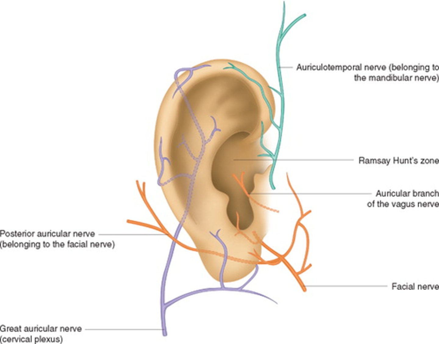 <p>Branch of the seventh cranial nerve that affects the muscles behind the ear at the base of the skull</p><p>Branch of facial nerve </p><p>Innervates:</p><p>Posterior wall of external auditory canal</p><p>Posterior lateral surface of tympanic membrane Posterior skin of auricle</p><p>Pathology</p><p>RAMSAY HUNT SYNDROME </p><p>Vestibular Schwannoma </p>