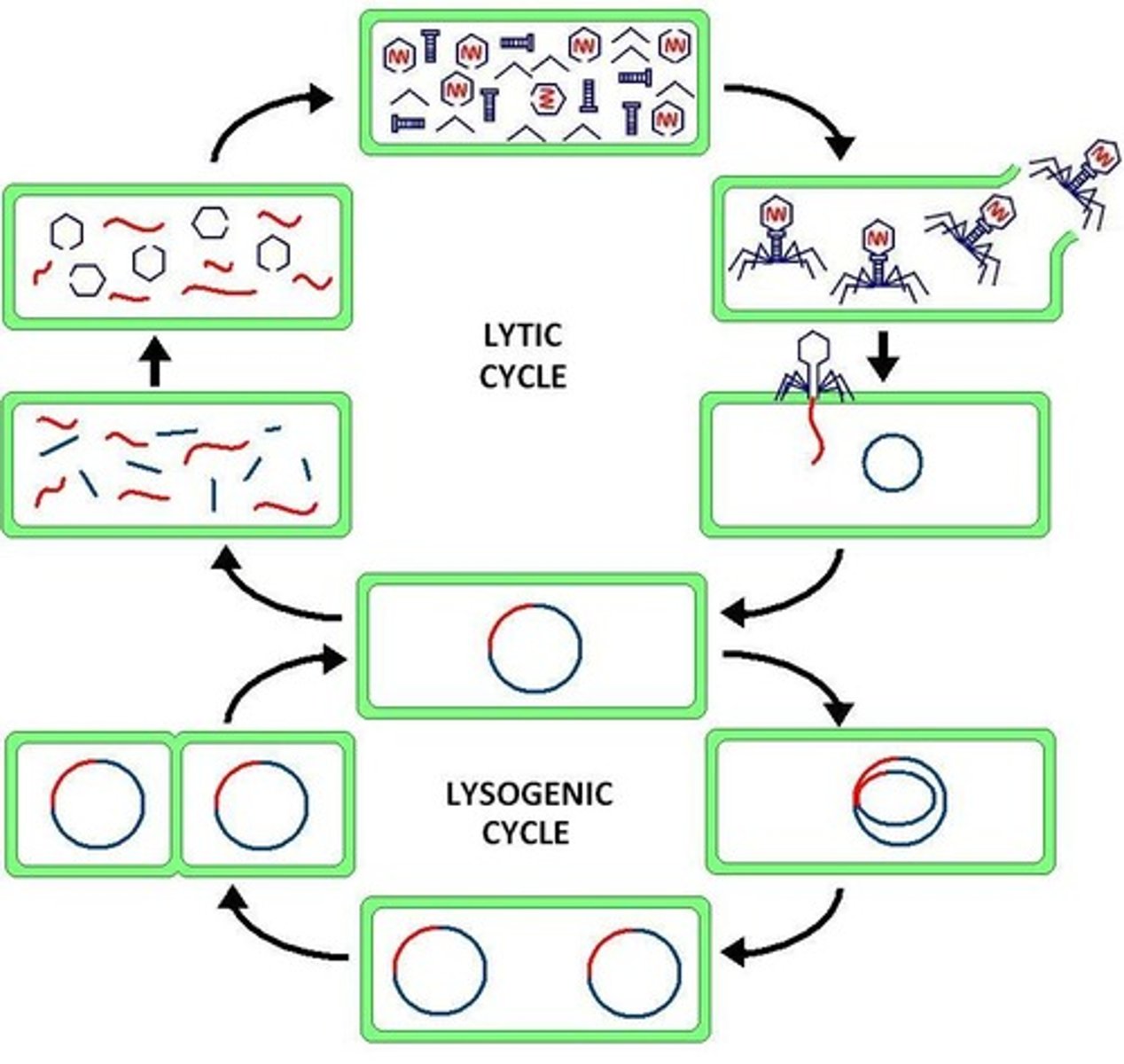 <p>alternate temporary life cycle involving integration of the phage chromosome into the bacterial chromosome</p>