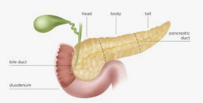 <p>pancreas</p>