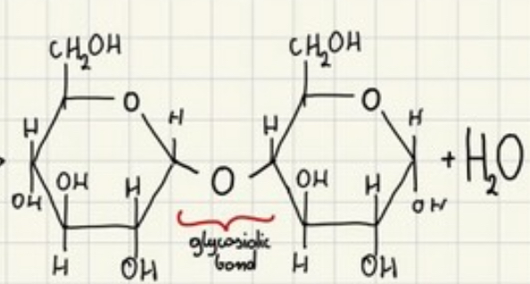 <p>Maltose (disaccharide) + water (condensation)</p>
