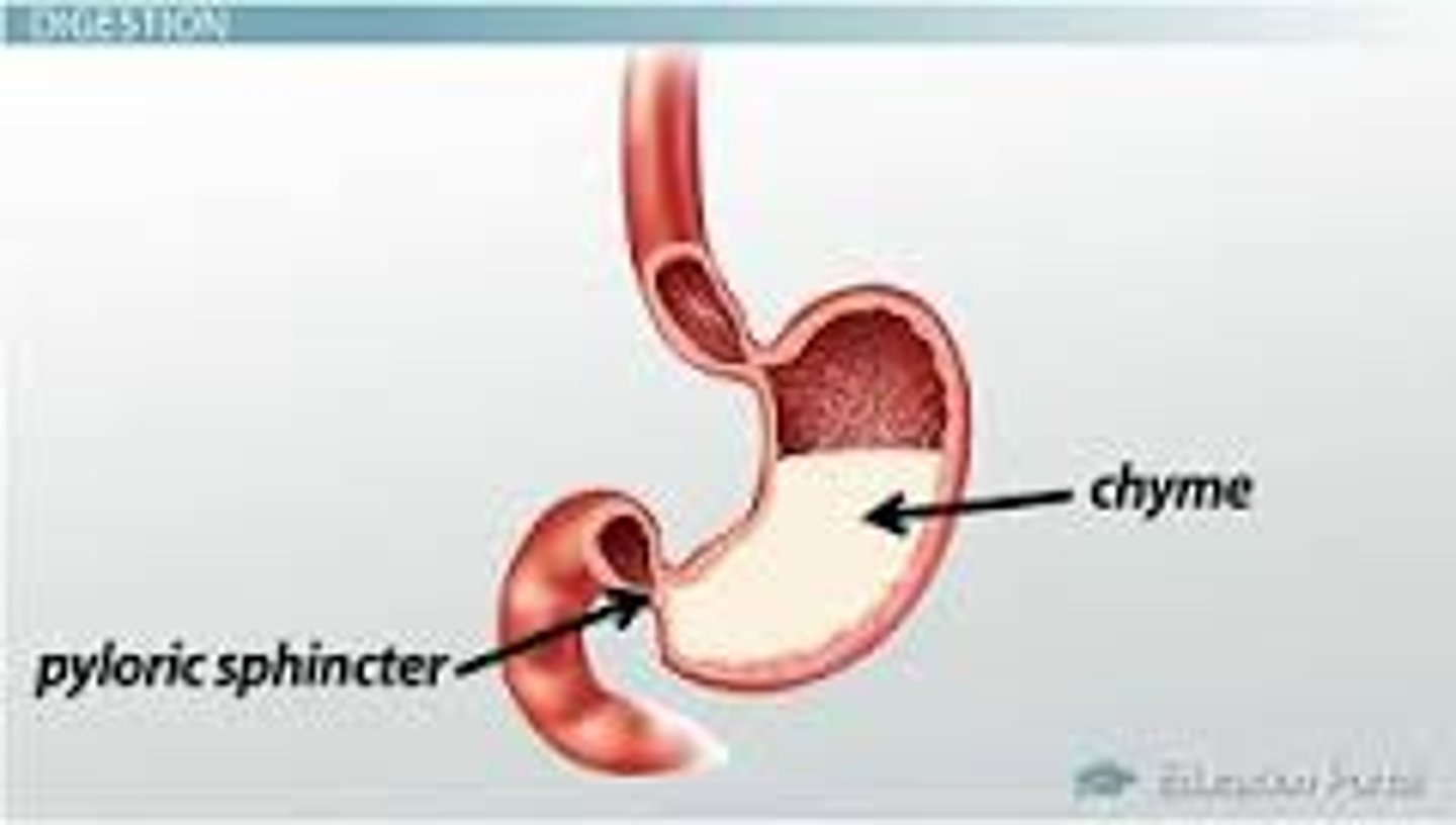 <p>Partially digested, semiliquid paste made of food mixed with digestive enzymes and acids in the stomach; what becomes of the bolus after going through the stomach</p><p>released into duodenum of the small intestine via pyloric sphincter valve</p>