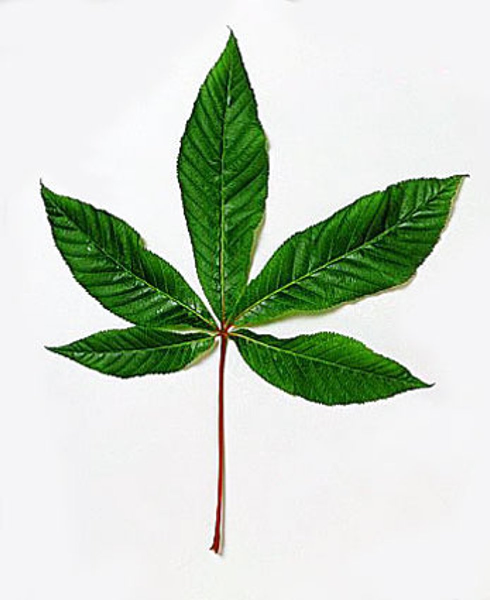 <p>a type of leaf in which the blade is divided into leaflets</p>