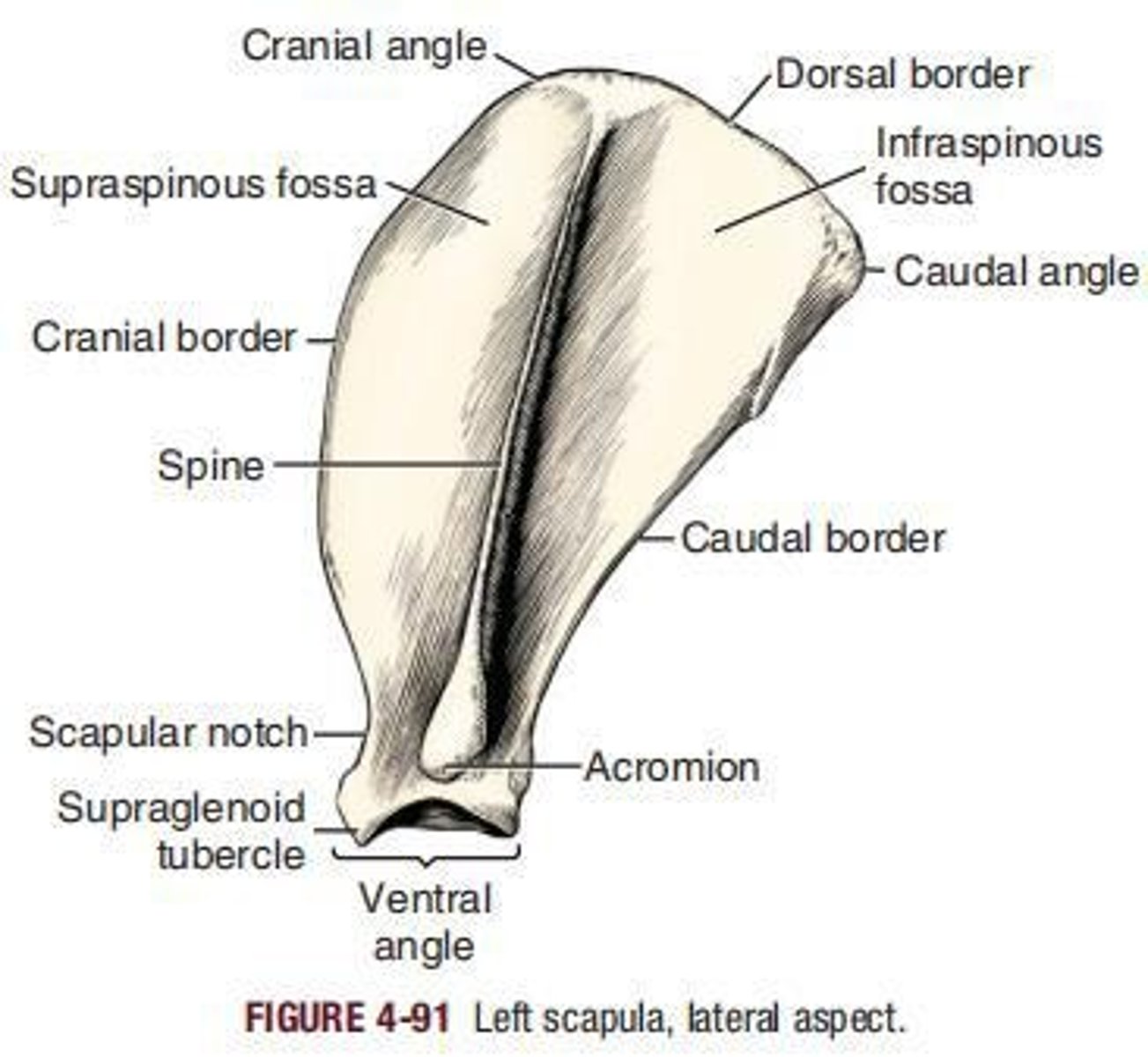 <p> is the large, flat bone of the shoulder joint. Its most dorsal part lies just ventral to the level of the free end of the spinous process of the first or second thoracic vertebra.</p>