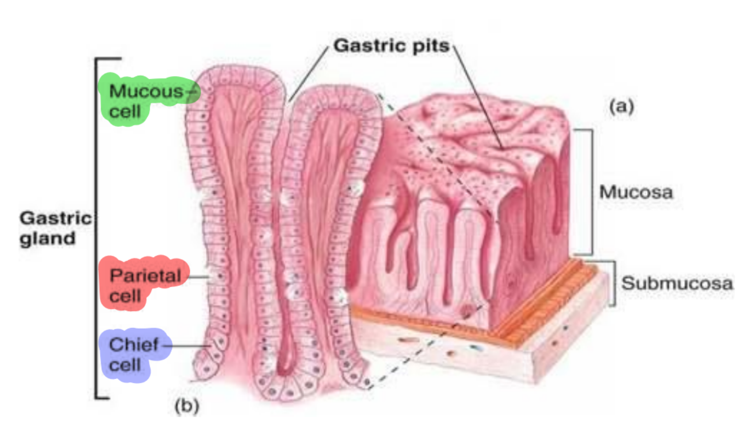 <p>Parietal cells (aka oxyntic cells)</p><p>• Secrete H+ and Cl-</p><p>• <mark data-color="purple" style="background-color: purple; color: inherit">Proton pump</mark>: H+ is secreted from these cells into lumen of the stomach by active transport</p><p>• Pump controlled by 3 receptors:</p><ul><li><p><strong>H2 – Histamine </strong><span style="color: red"><strong>- Mainly</strong></span></p></li><li><p>Acetylcholine (Ach)</p></li><li><p>Gastrin</p></li></ul><p></p><p><strong>Chief Cells</strong></p><p>• <mark data-color="purple" style="background-color: purple; color: inherit">Secrete pepsinogen</mark>: <span style="color: red"><u>activated to pepsin in stomach to digest proteins</u></span></p><p><strong>G Cells</strong> (<span style="color: red"><u>located in distal stomach and proximal duodenum</u></span>)</p><p>• <span style="color: red"><u>Secrete gastrin</u></span>: when ingesta/proteins present, stomach stretches, or via PNS stimulation: causes gastrin production → relaxation to allow more food in stomach and to<span style="color: red"> <u>increase stomach acid production</u></span></p><p>• Gastrin also stimulates histamine release</p><p><strong>Mucous cells</strong></p><p>• <mark data-color="green" style="background-color: green; color: inherit">Secrete protective mucus layer</mark></p>