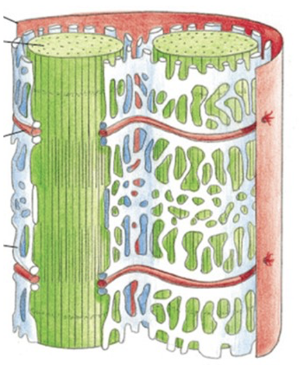 What is the function of the white organelle in the image?