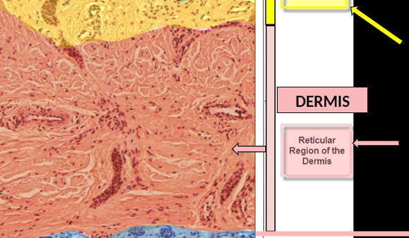 <p>middle layer of skin</p>