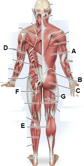 <p>Name the muscle labeled “F” (two words - all lowercase)</p>