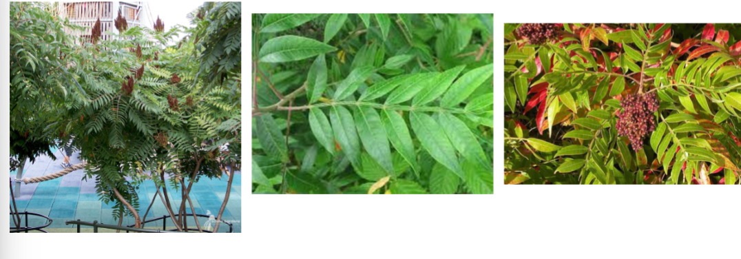 <p>winged sumac, Anacardiaceae family</p><p>large compound leaf</p><p>wings along petiole in between leaflets</p><p>petiole=part of leaf connecting to stem</p>