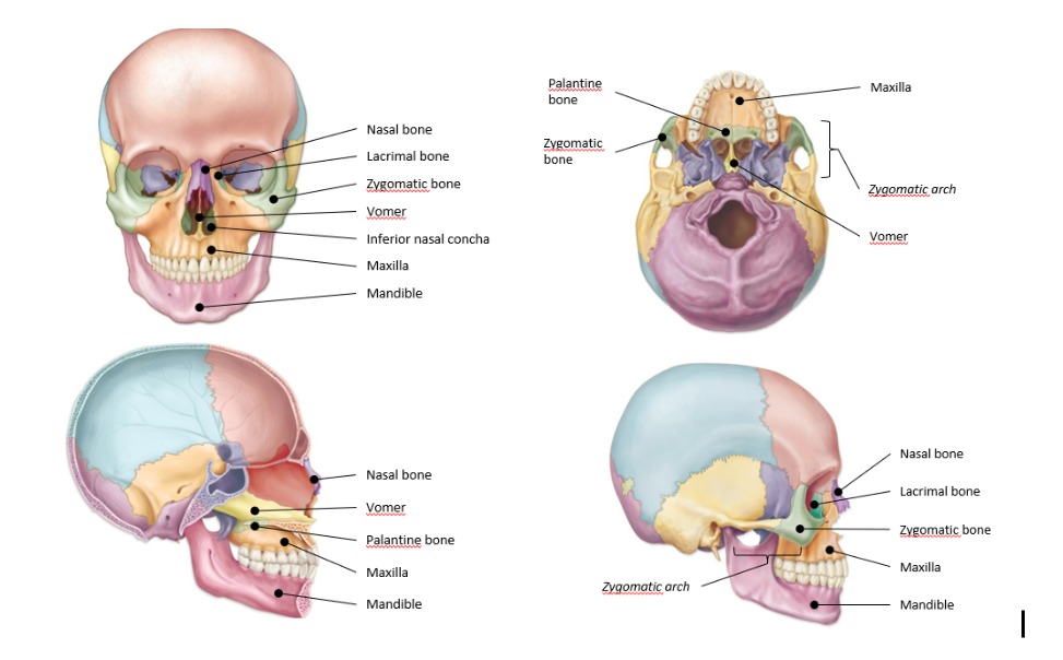 <p>-bones that form the framework for the face</p><p>-single bones</p><p>-paired bones</p>