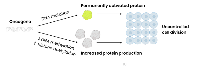 <p><strong><span>What is the ultimate consequence of an activated oncogene?</span></strong></p>