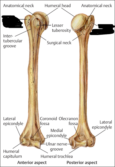 <p>greater tubercle</p>