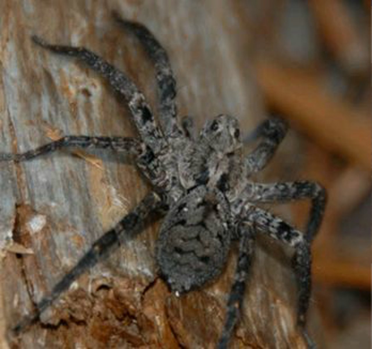 <p>Identify the Arachnid shown:</p>