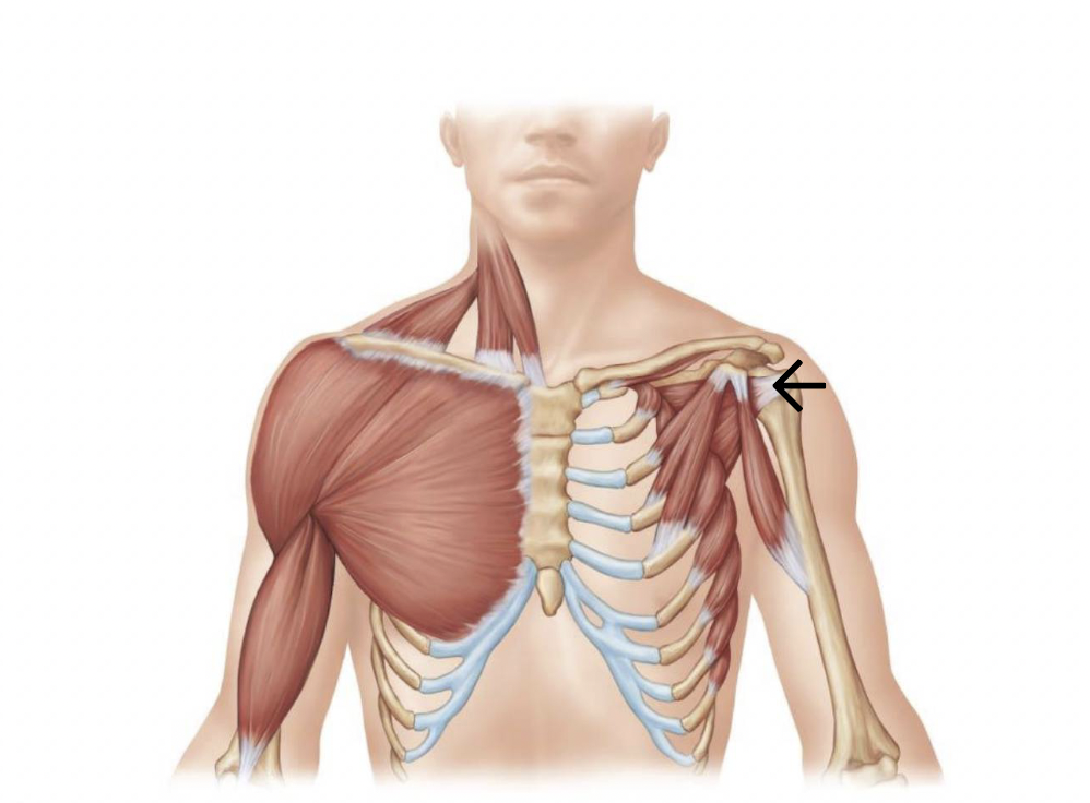 <p>ID muscle</p>