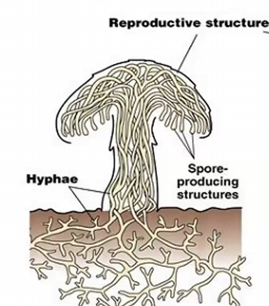 <p>extremely thin, web-like structures that grow, in a medium, like soil or water, they collect into the fruiting body in order to release spores</p>