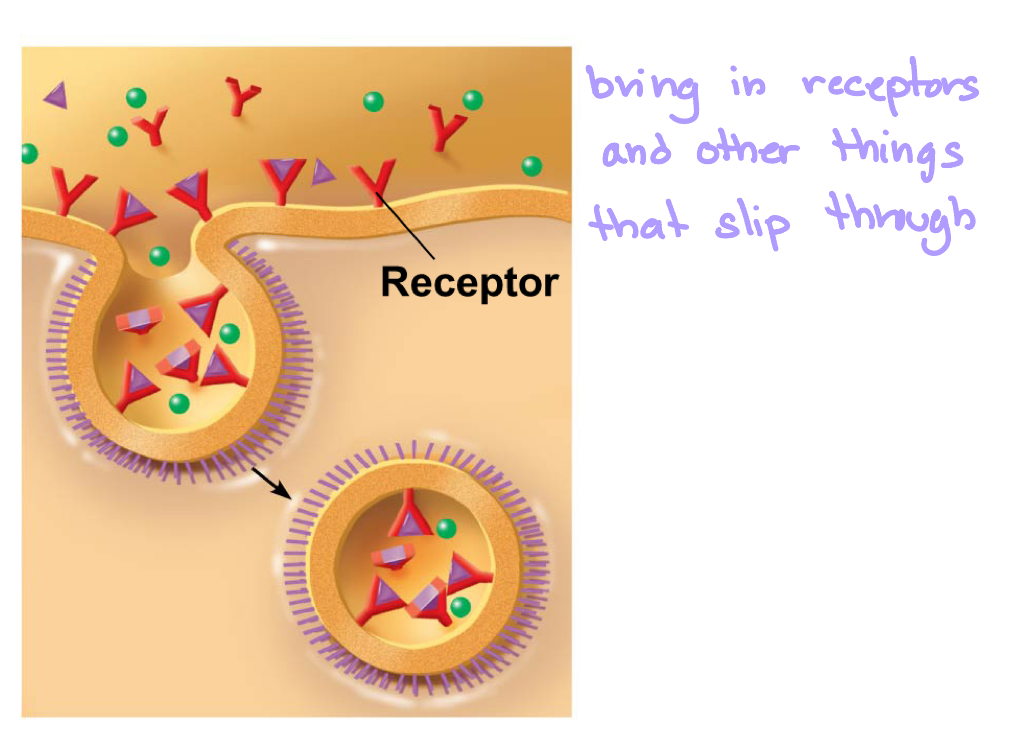 <p>receptor-mediated endocytosis</p>