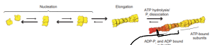<p>Only for the breakdown of the actin, it is highly conserved and spontaneous in formation</p>