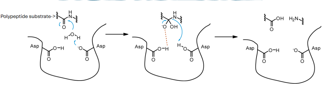 <p>1. activate the nu (water) with one asp acting as base to extract proton from water<br>2. activated nu attacks the carbonyl C in the peptide bond<br>3. tetrahedral intmd is formed and stabilized by h bonding with a second asp<br>4. intmd rearranges, steals H back from the base asp and is released as 2 pdcts</p>